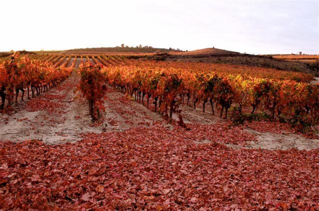 Maison Vigneronne De Bonne Maman - Climatisee Cesseras ภายนอก รูปภาพ